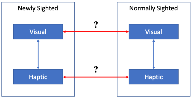 Illustrating the Match Principle. Molyneux’s test plausibly reveals something about the relationship between visual and haptic shape representations in newly sighted subjects. But for the test to bear evidentially on the relationship between visual and haptic shape representations in normally sighted subjects, we must be confident that visual and haptic shape representations are relevantly alike in the two cases. Otherwise, we have no reason to believe that the relation between newly sighted subjects’ visual and haptic shape representations is preserved in normally sighted subjects.